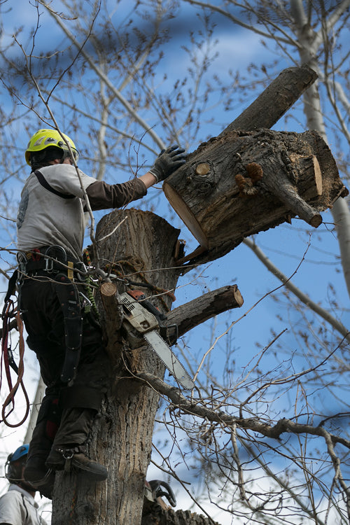 Arborist Collection